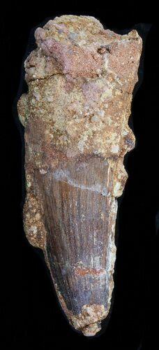 Huge Spinosaurus Tooth - Matrix Still Attached #40327